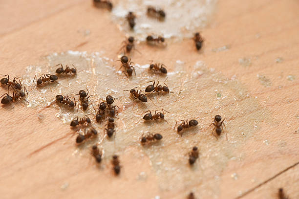 Flea Control Services in La Grange, KY